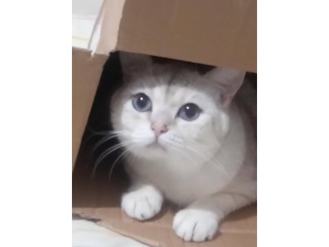British shorthair 2 yaşında