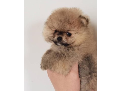 Sevimli pomeranian yavruları