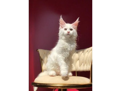 Mco beyaz dişi üst kaliteli maine coon
