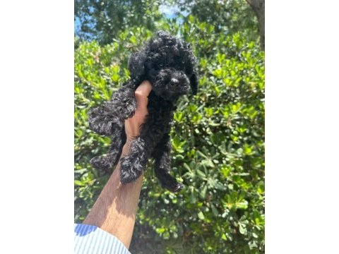 Çok sevimli ve oyuncu siyah toy poodle yavrularımız