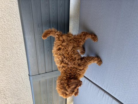 2,5 aylık erkek toy poodle