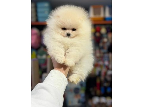 Pomeranian boo teacup