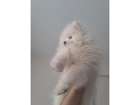 4 aylık akıllı pomeranian