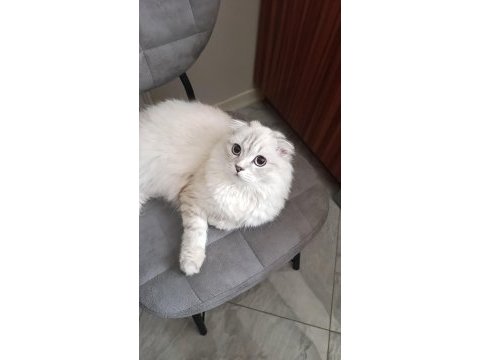 Scottish fold 8 aylık dişi eğitimli