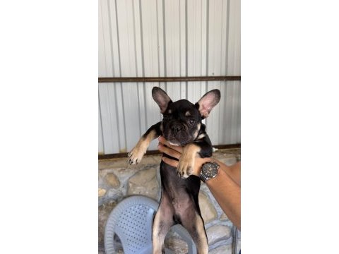 Black tan renk 3.5 aylık french bulldog