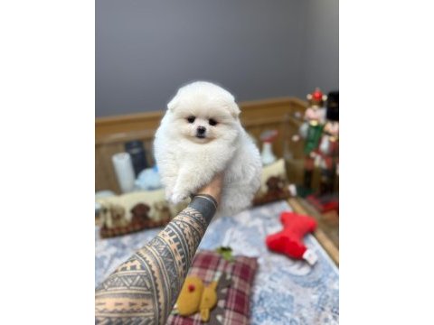 Minik köpeğimiz sizi bekliyor