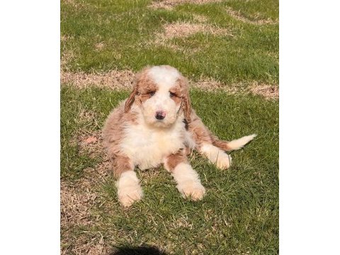 Çok özel giant poodle yavrularımız