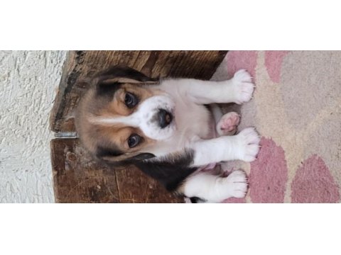 Safkan ırk garantili beagle bebekler