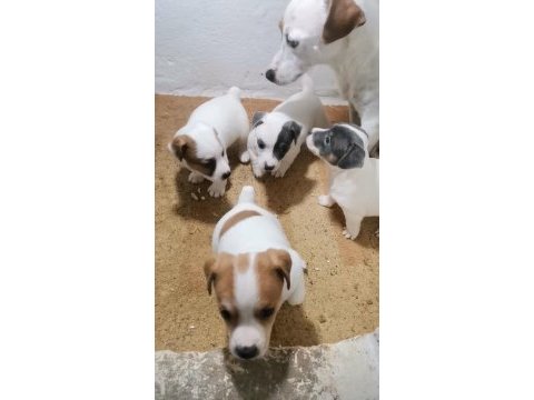 Jack russell terrier akıllı zeki safkan bebekler