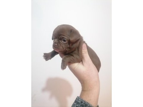 Şivava köpeklerim yeni yuvalarını arıyorlar