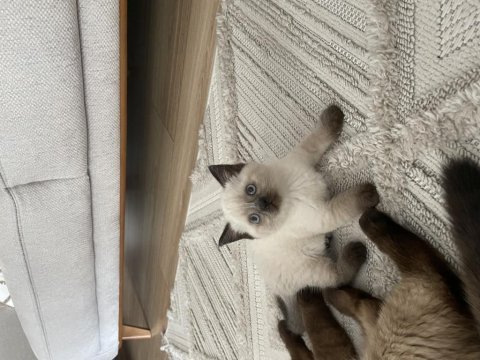 British blue point erkek yavru kedimiz