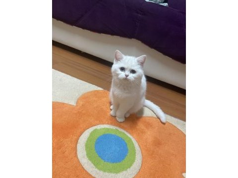 Kızımıza yeni ev british shorthair