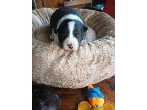 Border collie bebekler için acele edin