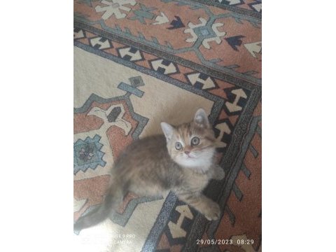 Acil sahiplendirilecek british shorthair