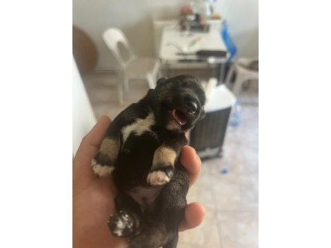 Muhteşem bebekler anne altından rezerve köpeğimiz