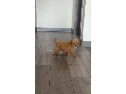 Dişi maltipoo yavrusu 2.5 aylık