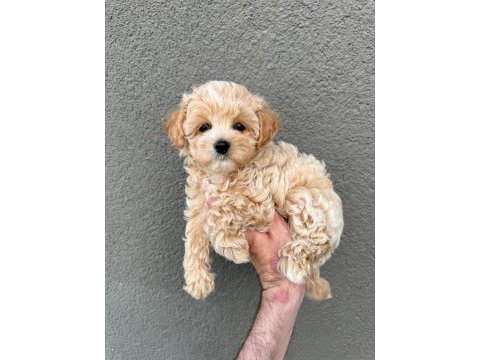 Sahibinden maltipoo