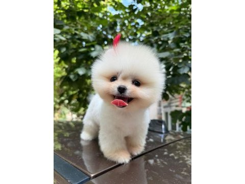 2 aylık erkek pomeranian yavru