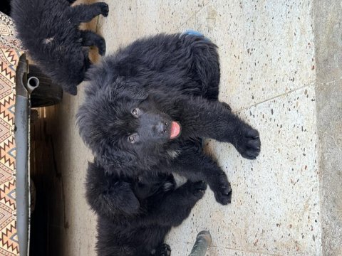 Düşük bel uzun tüylü alman kurdu
