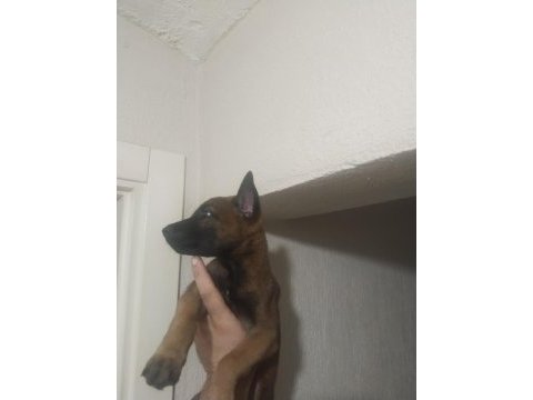 Kaçırma malinois