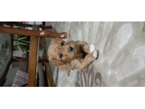 Orjinal kısa kuyruk terrier köpekler