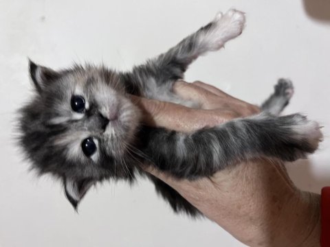 Bizi bilen bilir big calw maine coon