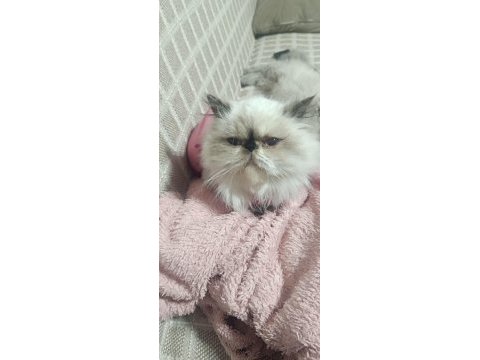 Yumos yumoş iran kedisi