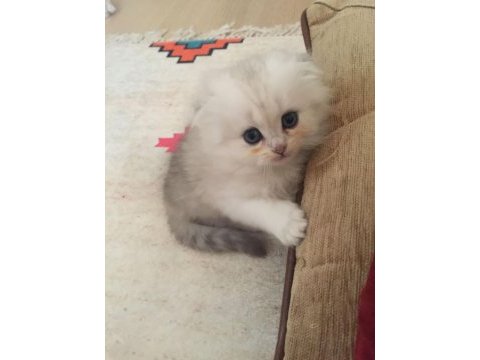 3 aylık erkek chinchilla bebekler