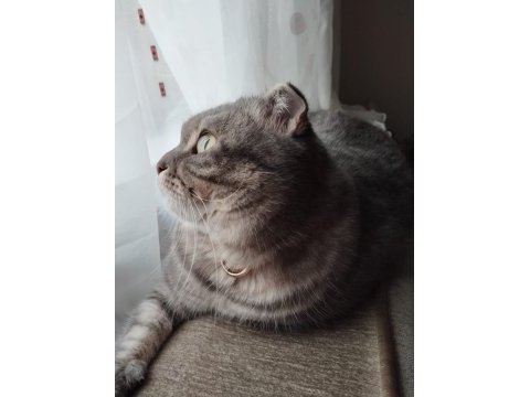 Scottish fold kedim