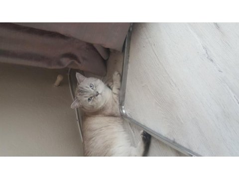Çok tatlı bir o kadarda akıllı