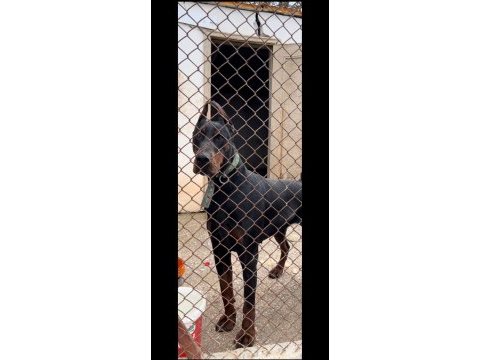 Kral doberman
