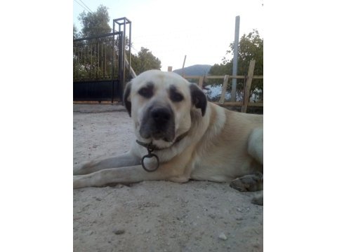 Açık kahve renkli kırma kangal