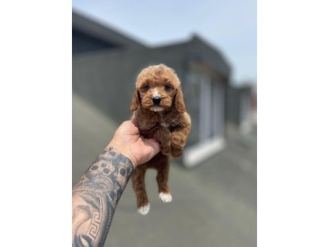 Sağlık ve ırk garantili maltipoo