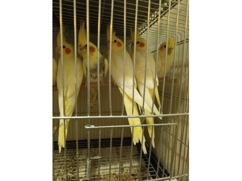 Yeni yeme düşen 55-60 günlük sultan bebekler