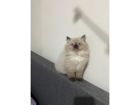British longhair chocolate point erkek