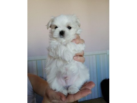 Maltese terrier yavrularımız aynı gün teslimat