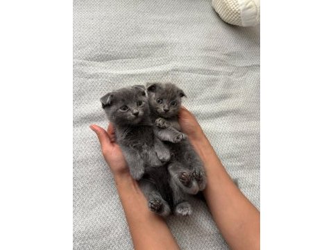 Scottish fold yavrular