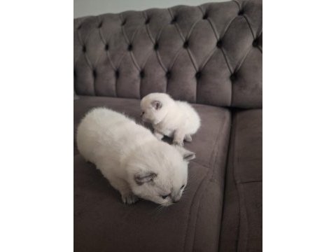 Yavru british shorthair