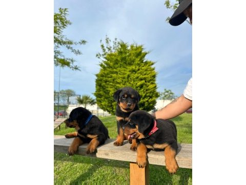 Baba türkiye şampiyonu anne baba srclı safkan köpekler