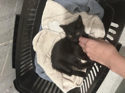 Siyah yavru kedimiz