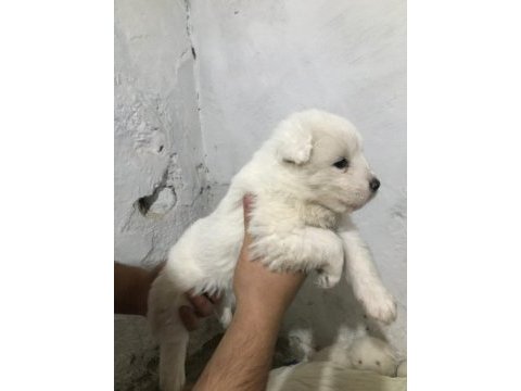 Kaliteli sağlıklı teriyer yavrularımız