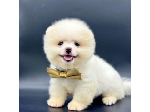 Safkan pomeranian boo yavrularımız