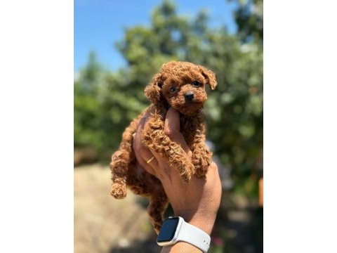 Aşılı çiş eğitimli toy poodle bebekler 