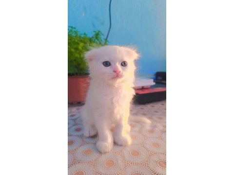 Scottish fold 45 günlük yavru