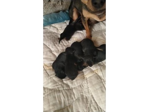 Pinscher erkek dişi mevcuttur