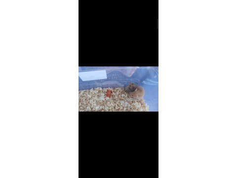 10 adet yavru hamster uygun fiyatlı