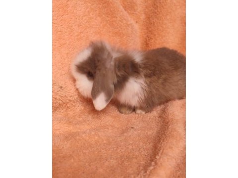 Hollanda teddy lop tavşanı