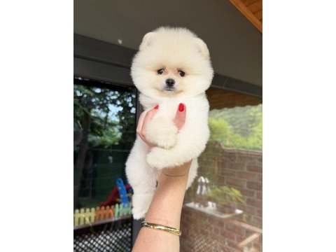 Boo erkek pomeranian