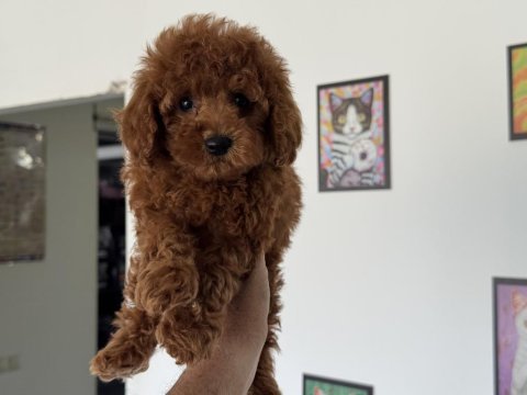 Ankranın en özel redbrown toy poodle yavruları