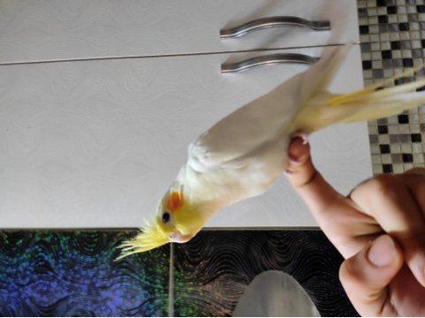 1.5 aylık yeni yeme düşmüş lutino kırmızı göz sultan